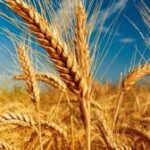 القمح موقع التجارة ويب alttejarat.com