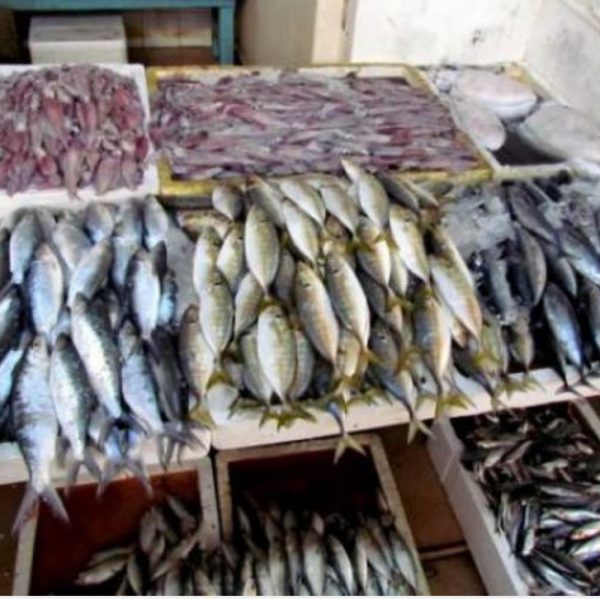 منتجات سمکیة