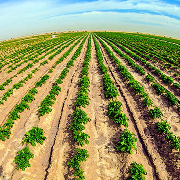 مشاريع العراق الزراعية موقع التجارة ويب www.alttejarat.com