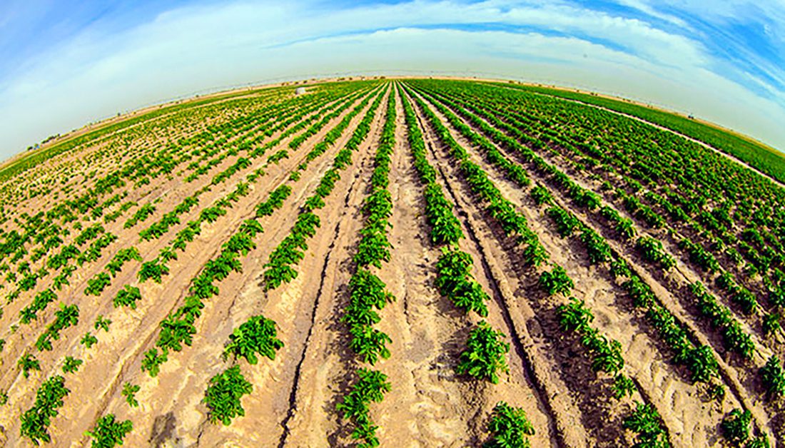 مشاريع العراق الزراعية موقع التجارة ويب www.alttejarat.com
