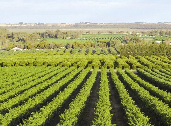 وزير الزراعة العراقي يرحّب بالاستثمارات الايرانية في القطاع الزراعي العراقي www.alttejarat.com موقع التجارة ويب