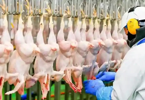 الاستيراد من ايران - مصانع ايران -منتجات ايرانية